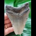 9.9 cm grey-blue tooth of the Megalodon from the USA
