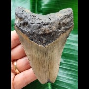 9.9 cm grey-blue tooth of the Megalodon from the USA