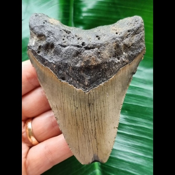 9.9 cm grey-blue tooth of the Megalodon from the USA