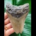 9.9 cm grey-blue tooth of the Megalodon from the USA