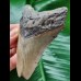 9.9 cm grey-blue tooth of the Megalodon from the USA