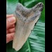 9.9 cm grey-blue tooth of the Megalodon from the USA