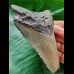 9.9 cm grey-blue tooth of the Megalodon from the USA