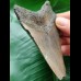 9.9 cm grey-blue tooth of the Megalodon from the USA
