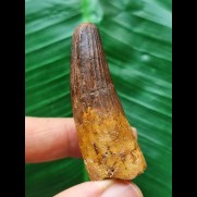 5,3 cm dunkler Zahn des Spinosaurus 