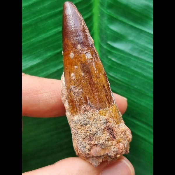 6,0 cm rötlicher Zahn des Spinosaurus 