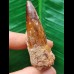6,0 cm rötlicher Zahn des Spinosaurus 