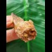 6,0 cm rötlicher Zahn des Spinosaurus 