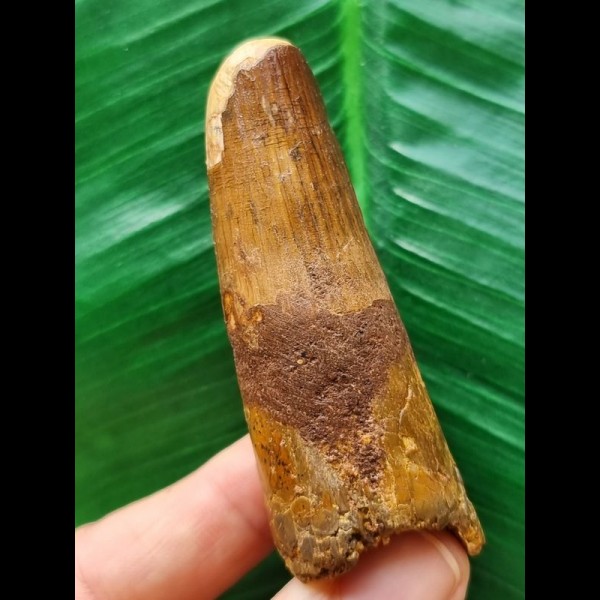 6.9 cm brown tooth of the Spinosaurus 