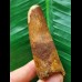 6.9 cm brown tooth of the Spinosaurus 