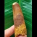 6.9 cm brown tooth of the Spinosaurus 