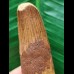 6.9 cm brown tooth of the Spinosaurus 