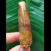 6.9 cm brown tooth of the Spinosaurus 