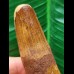 6.9 cm brown tooth of the Spinosaurus 