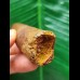6.9 cm brown tooth of the Spinosaurus 