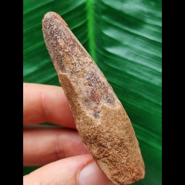6.6 cm long tooth of the Spinosaurus 