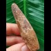6.6 cm long tooth of the Spinosaurus 