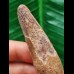 6.6 cm long tooth of the Spinosaurus 