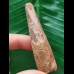 6.6 cm long tooth of the Spinosaurus 