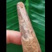 6.6 cm long tooth of the Spinosaurus 