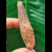 6.6 cm long tooth of the Spinosaurus 