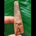 6.6 cm long tooth of the Spinosaurus 