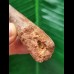 6.6 cm long tooth of the Spinosaurus 