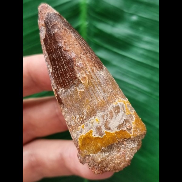 6.5 cm reddish tooth of the Spinosaurus 