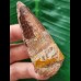 6.5 cm reddish tooth of the Spinosaurus 