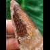 6.5 cm reddish tooth of the Spinosaurus 
