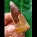 6.5 cm reddish tooth of the Spinosaurus 