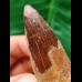 6.5 cm reddish tooth of the Spinosaurus 