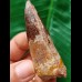6.5 cm reddish tooth of the Spinosaurus 