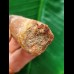 6.5 cm reddish tooth of the Spinosaurus 