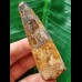 7.5 cm brown tooth of the Spinosaurus 