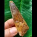 7.5 cm brown tooth of the Spinosaurus 