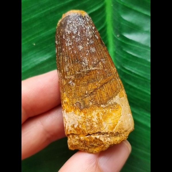 5.0 cm brown tooth of the Spinosaurus 