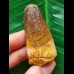 5.0 cm brown tooth of the Spinosaurus 