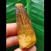 5.0 cm brown tooth of the Spinosaurus 