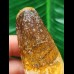 5.0 cm brown tooth of the Spinosaurus 