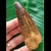 9,0 cm brauner massiver Zahn des Spinosaurus 