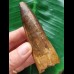 9,0 cm brauner massiver Zahn des Spinosaurus 