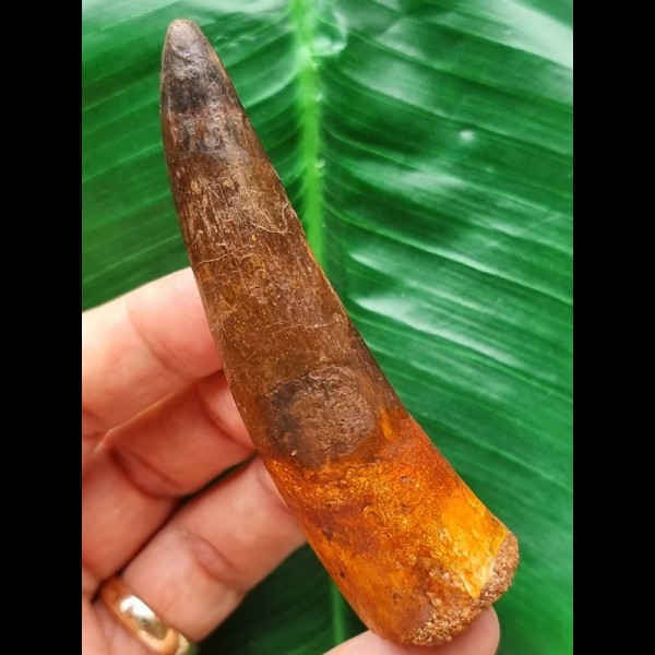 9.0 cm dark reddish tooth of Spinosaurus 