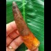 9.0 cm dark reddish tooth of Spinosaurus 
