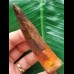 9.0 cm dark reddish tooth of Spinosaurus 