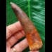 9.0 cm dark reddish tooth of Spinosaurus 