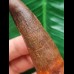 9.0 cm dark reddish tooth of Spinosaurus 