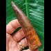 9.0 cm dark reddish tooth of Spinosaurus 