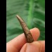 2,8 cm Flugsauriers Siroccopteryx moroccensis Zahn