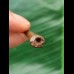 2,8 cm Flugsauriers Siroccopteryx moroccensis Zahn